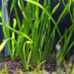植栽から9日目　スクリューバリスネリア